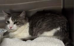Shelter Stray Male Cat last seen , 14409 Vanowen St, Van Nuys, CA 91405, USA