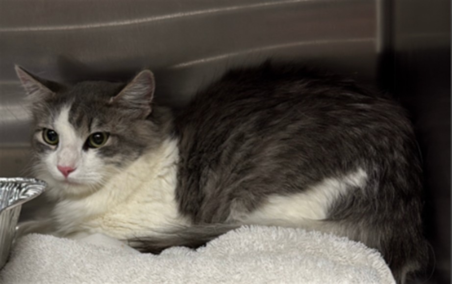 Shelter Stray Male Cat last seen , 14409 Vanowen St, Van Nuys, CA 91405, USA