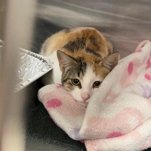Shelter Stray Female Cat last seen , 14409 Vanowen St, Van Nuys, CA 91405, USA