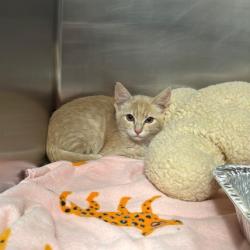 Shelter Stray Female Cat last seen , 14409 Vanowen St, Van Nuys, CA 91405, USA