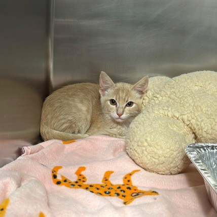 Shelter Stray Female Cat last seen , 14409 Vanowen St, Van Nuys, CA 91405, USA