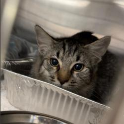 Shelter Stray Male Cat last seen , 14409 Vanowen St, Van Nuys, CA 91405, USA