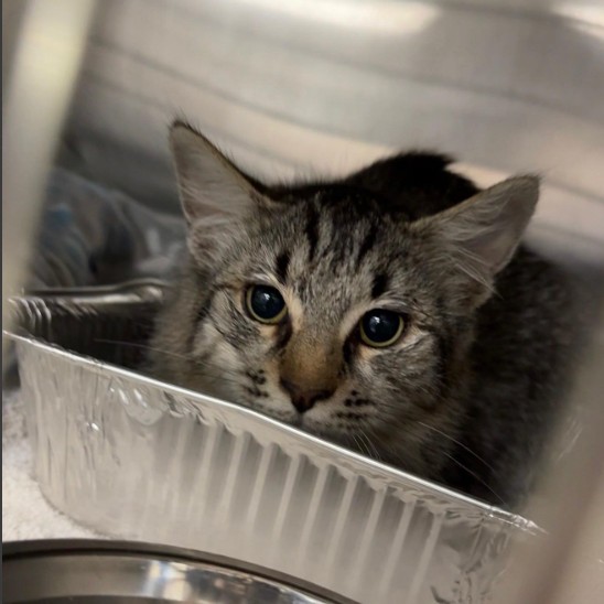 Shelter Stray Male Cat last seen , 14409 Vanowen St, Van Nuys, CA 91405, USA