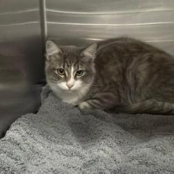 Shelter Stray Male Cat last seen , 14409 Vanowen St, Van Nuys, CA 91405, USA