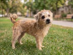 Shelter Stray Female Dog last seen , 957 N Gaffey St, San Pedro, CA 90731, USA