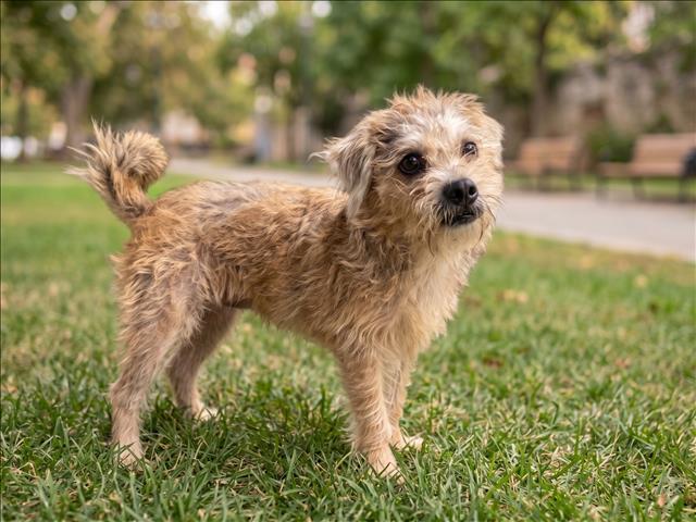 Shelter Stray Female Dog last seen , 957 N Gaffey St, San Pedro, CA 90731, USA