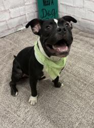 Shelter Stray Female Dog last seen Near BLOCK E WARREN AVE, DETROIT MI 48224, 1431 E Ferry St, Detroit, MI 48211, USA