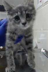 Shelter Stray Male Cat last seen Near BLOCK KIMBROOK DR, FAYETTEVILLE NC 28314, 4704 Corporation Dr, Fayetteville, NC 28306, USA
