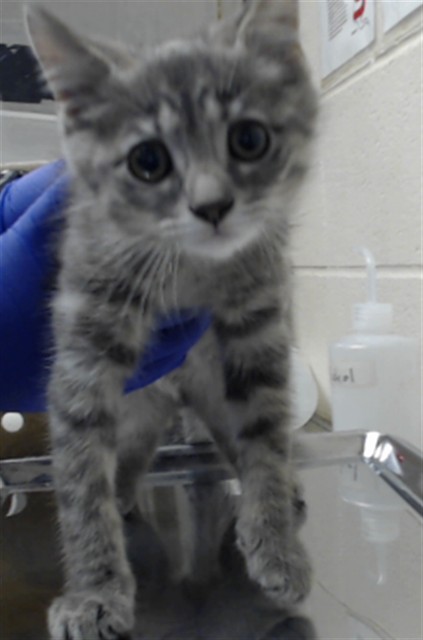 Shelter Stray Male Cat last seen Near BLOCK KIMBROOK DR, FAYETTEVILLE NC 28314, 4704 Corporation Dr, Fayetteville, NC 28306, USA