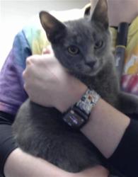 Shelter Stray Female Cat last seen Near BLOCK BOONE TRL, FAYETTEVILLE NC 28306, 4704 Corporation Dr, Fayetteville, NC 28306, USA