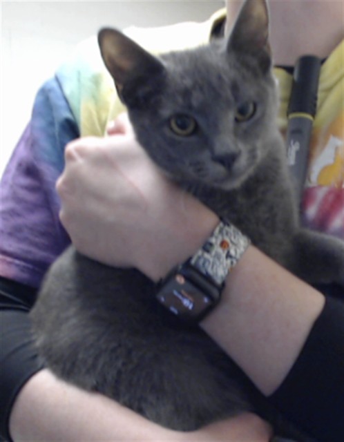 Shelter Stray Female Cat last seen Near BLOCK BOONE TRL, FAYETTEVILLE NC 28306, 4704 Corporation Dr, Fayetteville, NC 28306, USA