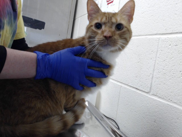 Shelter Stray Male Cat last seen Near BLOCK SAPPHIRE RD, FAYETTEVILLE NC 28303, 4704 Corporation Dr, Fayetteville, NC 28306, USA