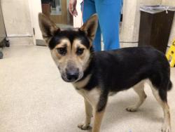 Shelter Stray Female Dog last seen Near BLOCK LA SIERRA AVE, RIVERSIDE CA 92505, 6851 Van Buren Boulevard, Jurupa Valley, CA 92509, USA