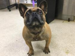 Shelter Stray Male Dog last seen Near BLOCK MADISON ST, RIVERSIDE CA 92504, 6851 Van Buren Boulevard, Jurupa Valley, CA 92509, USA