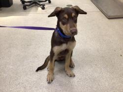 Shelter Stray Male Dog last seen VAN BUREN BOULEVARD/JURUPA AVE, 6851 Van Buren Boulevard, Jurupa Valley, CA 92509, USA