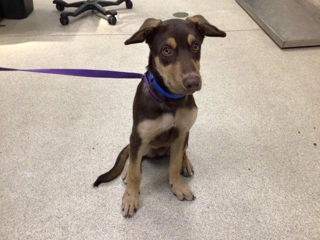 Shelter Stray Male Dog last seen VAN BUREN BOULEVARD/JURUPA AVE, 6851 Van Buren Boulevard, Jurupa Valley, CA 92509, USA