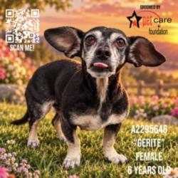 Shelter Stray Female Dog last seen , 3201 Lacy St, Los Angeles, CA 90031, USA