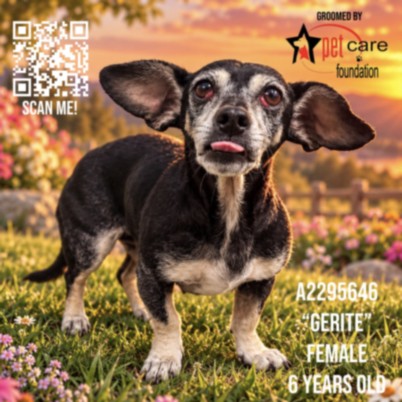 Shelter Stray Female Dog last seen , 3201 Lacy St, Los Angeles, CA 90031, USA