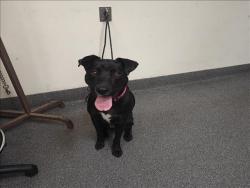 Shelter Stray Female Dog last seen , 3201 Lacy St, Los Angeles, CA 90031, USA