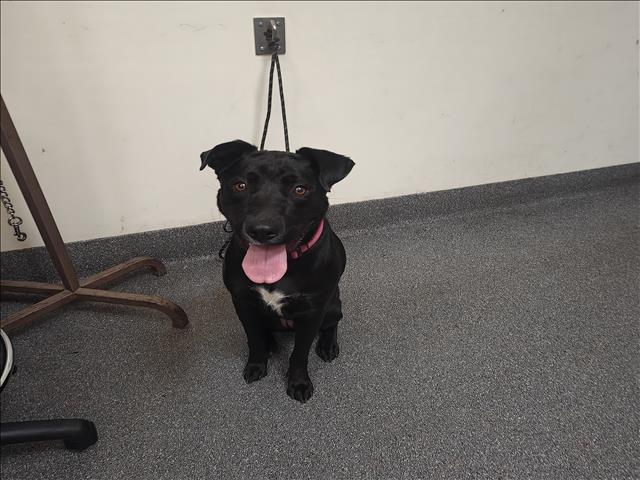 Shelter Stray Female Dog last seen , 3201 Lacy St, Los Angeles, CA 90031, USA
