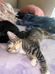 Lost Female Cat last seen En la colonia, Apopka, FL 32703