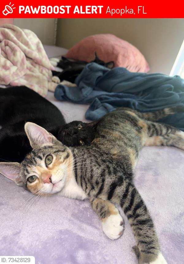 Lost Female Cat last seen En la colonia, Apopka, FL 32703
