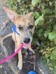 Shelter Stray Female Dog last seen , 1850 W 60th St, Los Angeles, CA 90047, USA