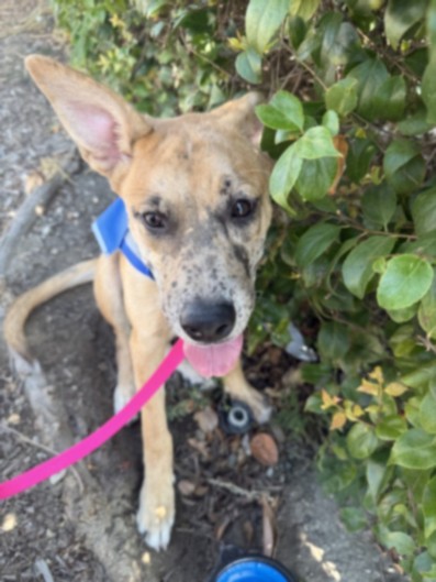 Shelter Stray Female Dog last seen , 1850 W 60th St, Los Angeles, CA 90047, USA