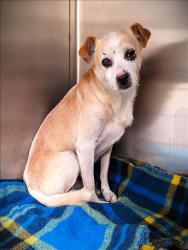 Shelter Stray Male Dog last seen , 1850 W 60th St, Los Angeles, CA 90047, USA