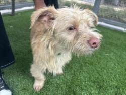Shelter Stray Male Dog last seen , 1850 W 60th St, Los Angeles, CA 90047, USA