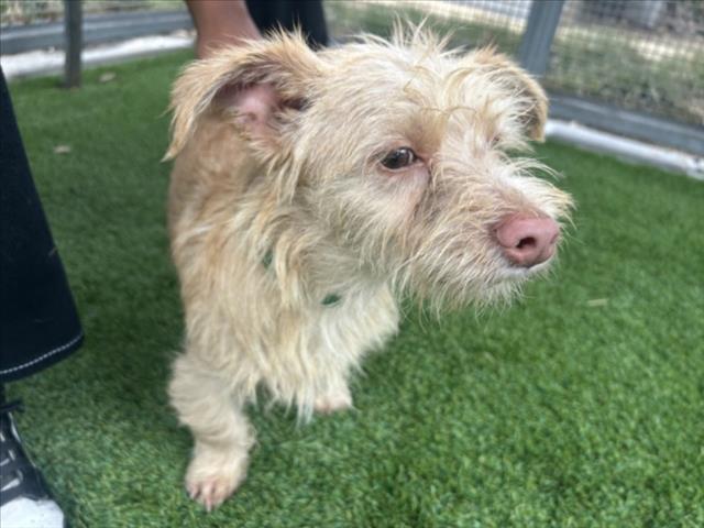 Shelter Stray Male Dog last seen , 1850 W 60th St, Los Angeles, CA 90047, USA