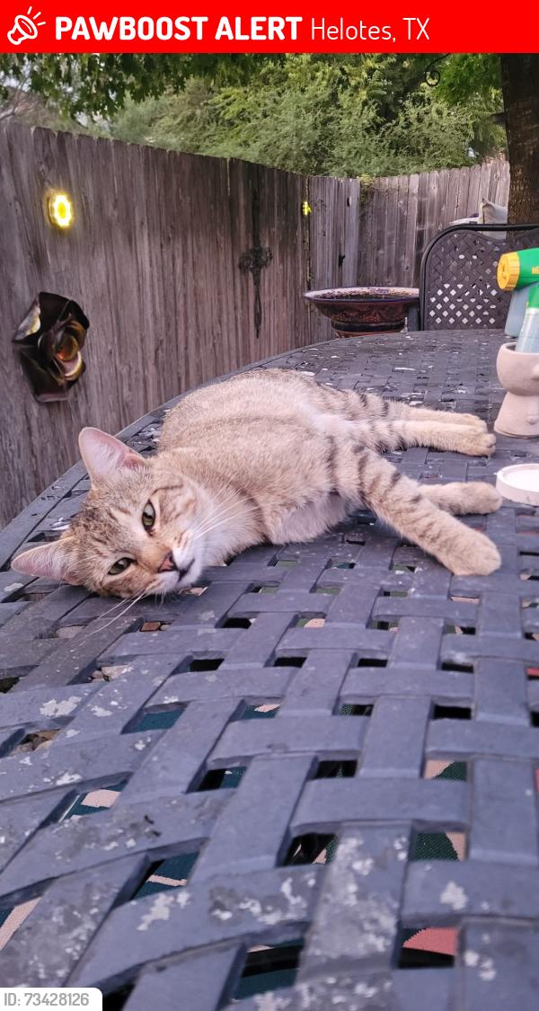 Lost Male Cat last seen Branridge, Helotes, TX 78023