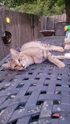 Lost Male Cat last seen Branridge, Helotes, TX 78023