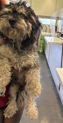 Shelter Stray Male Dog last seen , 1850 W 60th St, Los Angeles, CA 90047, USA