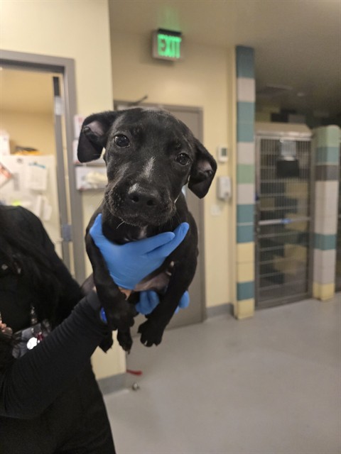 Shelter Stray Female Dog last seen Near BLOCK CANDLESTICK WAY, PERRIS CA 92571, 581 S Grand Ave, San Jacinto, CA 92582, USA