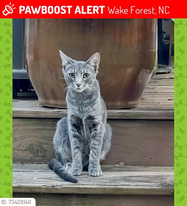Lost Male Cat last seen Ligon Mill and Taylors Ridge, Wake Forest, NC 27587