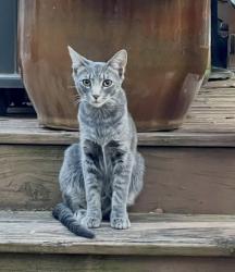 Lost Male Cat last seen Ligon Mill and Taylors Ridge, Wake Forest, NC 27587