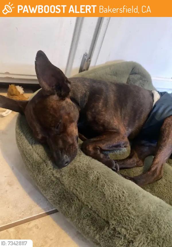 Found/Stray Male Dog last seen H street and California Ave, Bakersfield, CA 93301