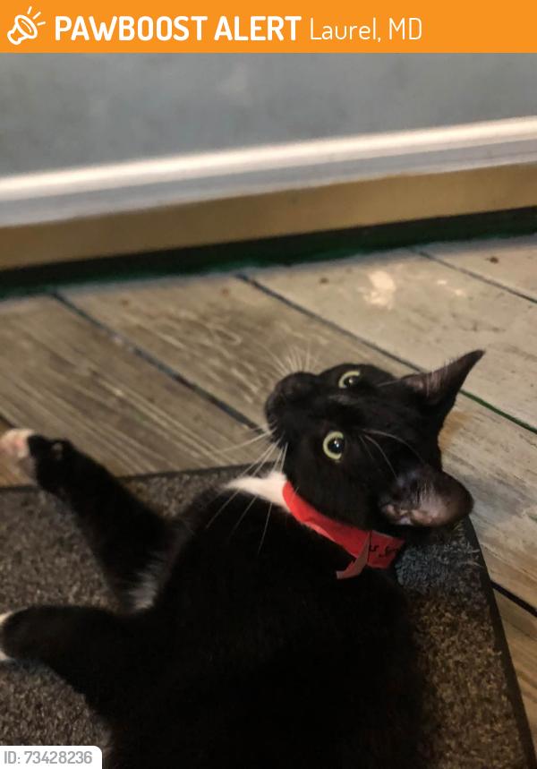Found/Stray Male Cat last seen Irving St and Fort Meade Rd, Laurel, MD 20707