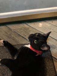 Found/Stray Male Cat last seen Irving St and Fort Meade Rd, Laurel, MD 20707