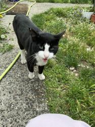 Found/Stray Unknown Cat last seen 7-11, Tacoma, WA 98404