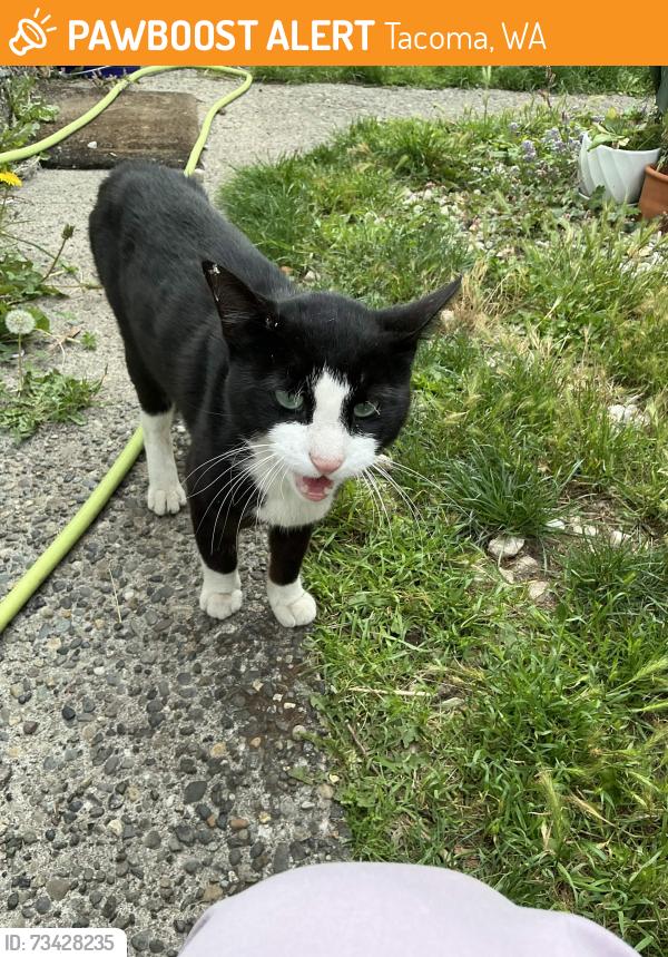 Found/Stray Unknown Cat last seen 7-11, Tacoma, WA 98404