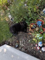 Lost Male Cat last seen Everstone pl SW and everstone blvd, Calgary, AB T2Y 4H7