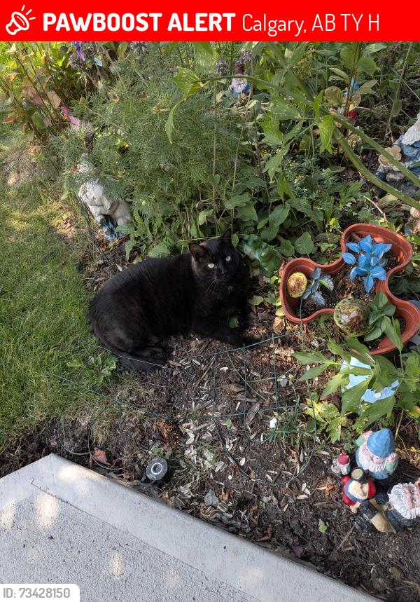 Lost Male Cat last seen Everstone pl SW and everstone blvd, Calgary, AB T2Y 4H7