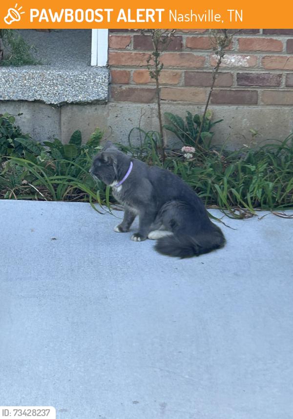 Found/Stray Male Cat last seen Tusculum Rd Brewer Drive, Nashville, TN 37211
