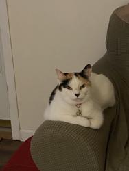 Lost Female Cat last seen Near Brookview Acres Drive Berkeley Springs, WV 25412, Berkeley Springs, WV 25411
