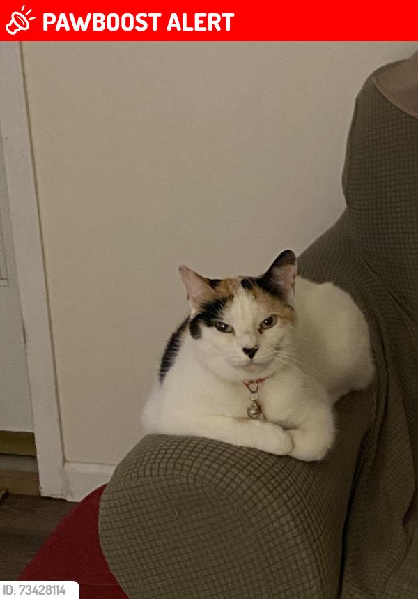 Lost Female Cat last seen Near Brookview Acres Drive Berkeley Springs, WV 25412, Berkeley Springs, WV 25411
