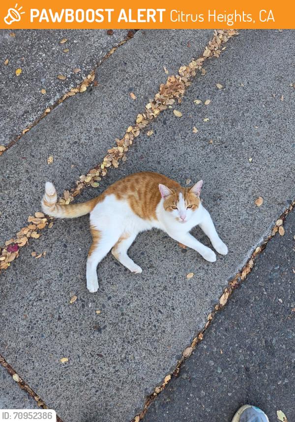 Found/Stray Unknown Cat last seen Mariposa and Trilby Court, Citrus Heights, CA 95610