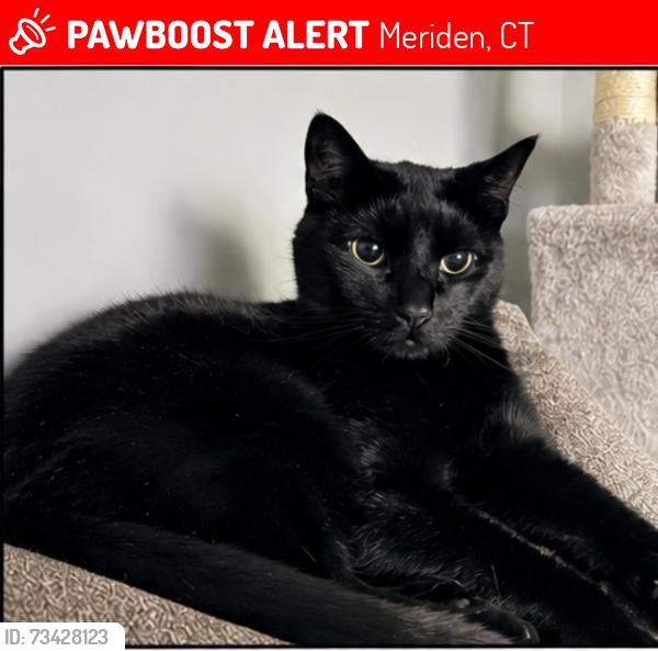 Lost Male Cat last seen Near CVS couple days ago but last seen near Casmir Pulaski, Meriden, CT 06450