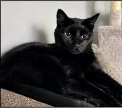 Lost Male Cat last seen Near CVS couple days ago but last seen near Casmir Pulaski, Meriden, CT 06450
